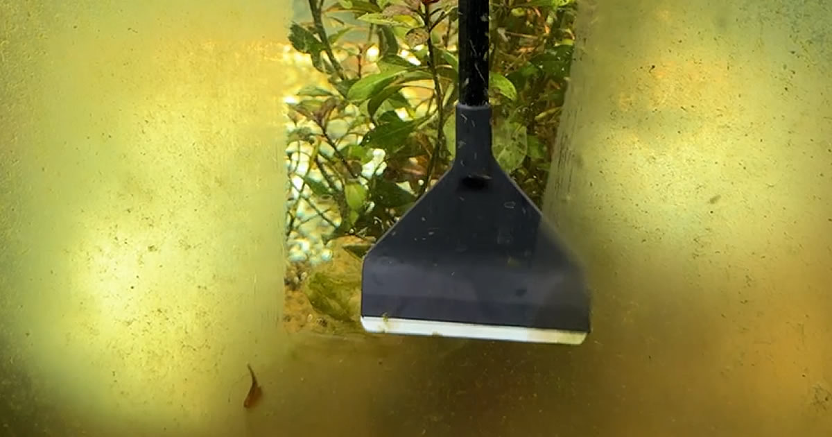 prevent algae growth on aquarium glass with regular maintenance
