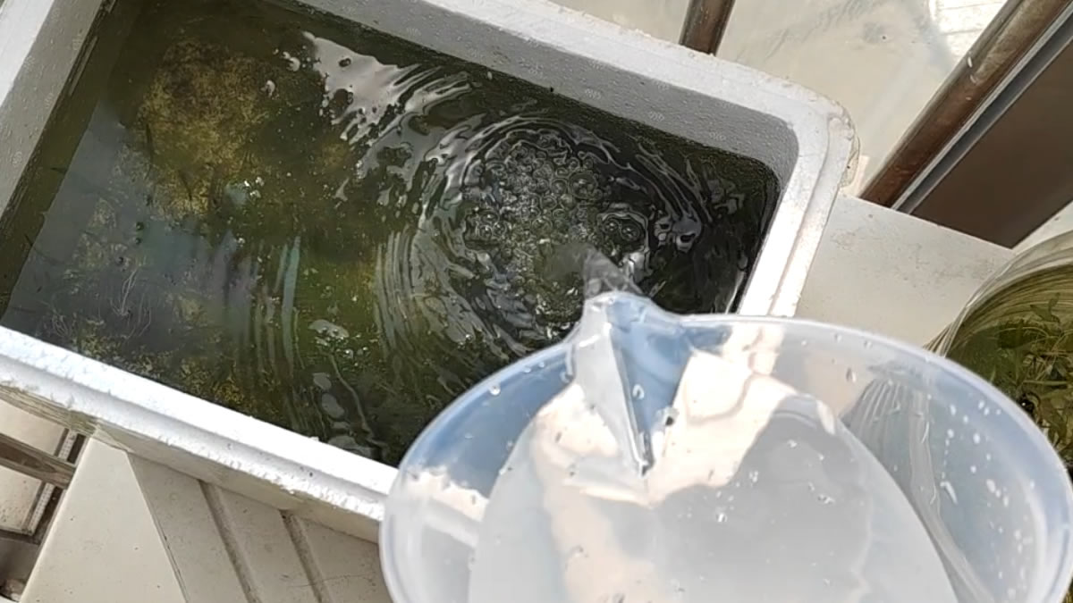 Refilling a container with aquarium water using a graduated aquarium measuring cup
