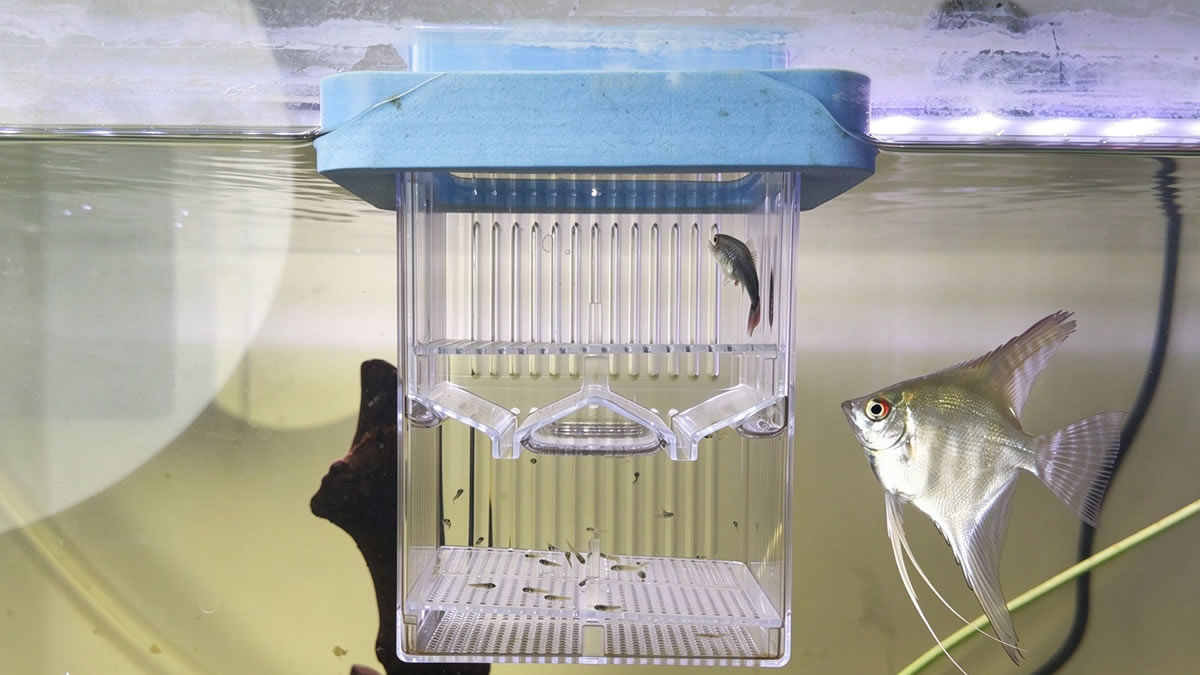 Clear acrylic fish breeding box showing fry and spawning details through high-transparency material