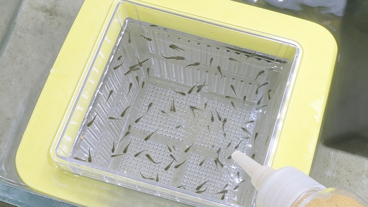 Fry growing inside a fish breeding box until ready to move to a larger tank