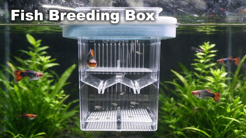 Wholesale fish breeding box hero image — floating double-layer box in a planted aquarium