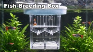 Fish Breeding Box: The Complete Guide for Guppy, Molly & Swordtail Breeders